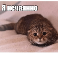 Котеечная любовь