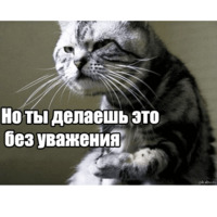 Котеечная любовь