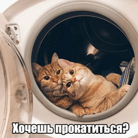 Котеечная любовь