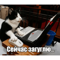 Котеечная любовь