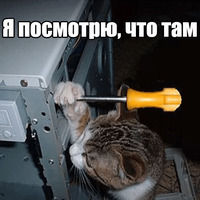 Котеечная любовь