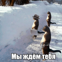 Котеечная любовь