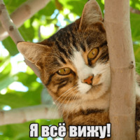 Котеечная любовь