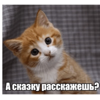 Котеечная любовь
