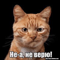 Котеечная любовь