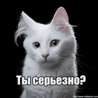 Котеечная любовь