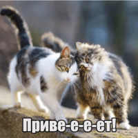 Котеечная любовь