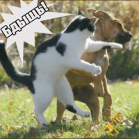 Котеечная любовь