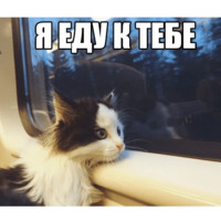 Набор стикеров Котеечные дела