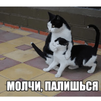 Котеечные дела