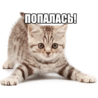 Котеечные дела