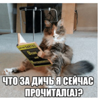Котеечные дела