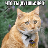 Котеечные дела