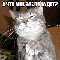 Котеечные дела