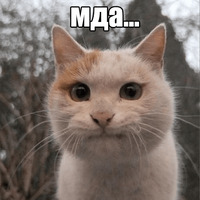 Котеечные дела