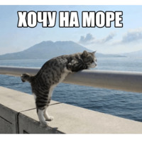 Котеечные дела