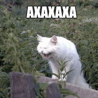 Котеечные дела