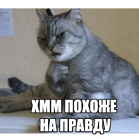 Котеечные дела