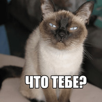 Котеечные дела