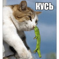 Котеечные дела