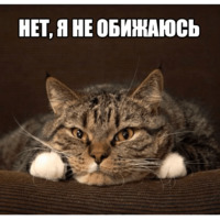 Котеечные дела