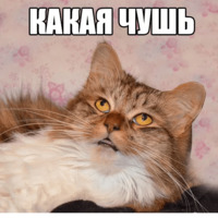 Котеечные дела