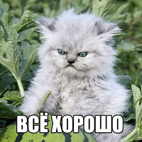Котеечные дела