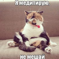 Котеечные дела
