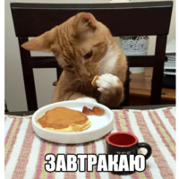Котеечные дела