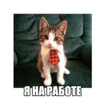 Котеечные дела