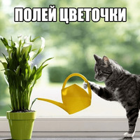 Котеечные дела