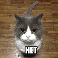 Котеечные дела