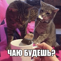 Котеечные дела