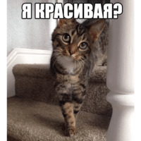 Котеечные дела