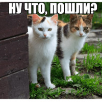 Котеечные дела