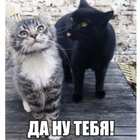 Котеечные дела
