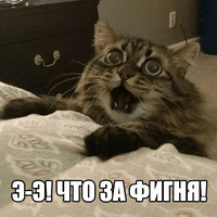 Котеечные дела