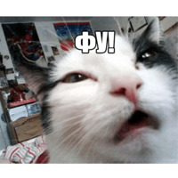 Котеечные дела