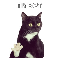Набор стикеров Котичи