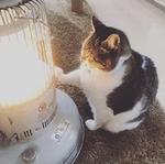 Кто накурил кота
