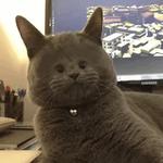 Кто накурил кота