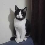 Кто накурил кота