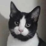 Кто накурил кота