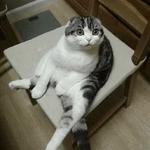 Кто накурил кота
