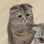 Кто накурил кота