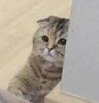 Кто накурил кота