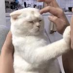 Кто накурил кота