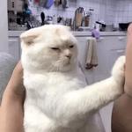 Кто накурил кота