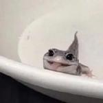 Кто накурил кота