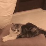 Кто накурил кота